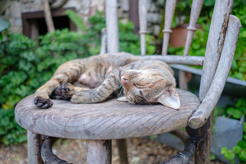 cat is sleeping on the chair in the garden