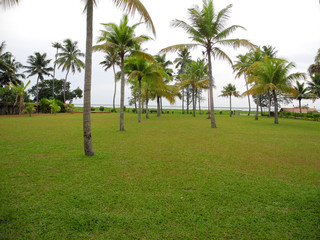 Park with coconut trees in Kerala, Kochi