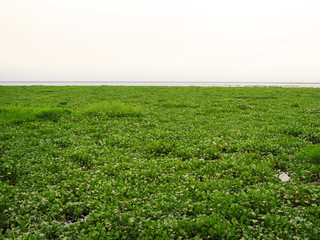 Vembanad lake with green algae on the surface in Kerala, Kochi