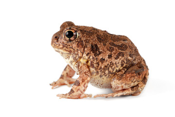 A southern African sand frog (Tomopterna cryptotis) isolated on white.