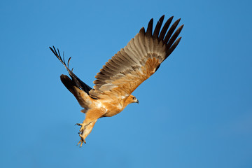 Tawny eagle (Aquila rapax) in flight with open wings against a blue sky, South Africa.