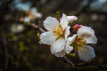 A close up shot of an almond flowers.