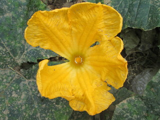 yellow flower in the garden