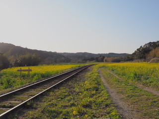 菜の花と線路