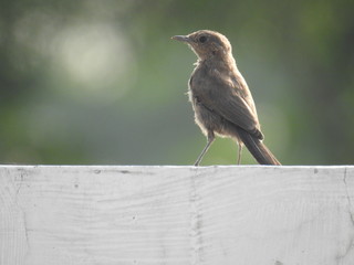 bird