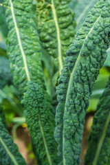 Tuscan kale super food growing in garden closeup