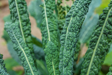 Tuscan kale super food growing in garden closeup