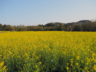 Fototapeta premium 満開に咲く菜の花