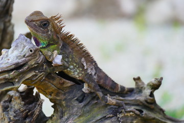 delightful beauty lizard on the background of wildlife