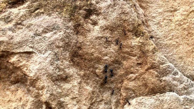 Black big ants crawling on a stone, close up