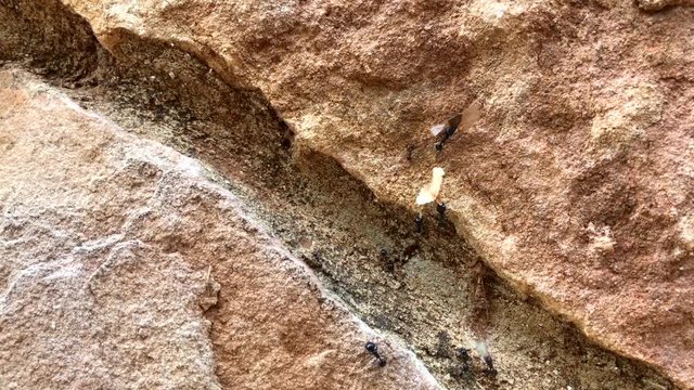 Black big ants crawling on a stone, close up