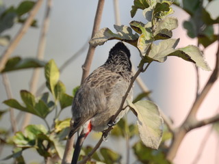 sparrow on a branch