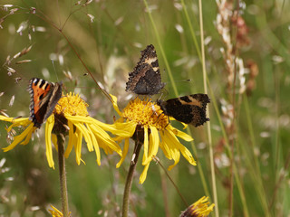 Aglais urticae - Papillons les petites tortues ou vanesses de l'ortie butinant sur des fleurs d'arnica