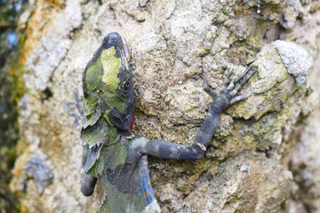 delightful beauty lizard on the background of wildlife