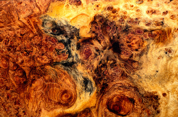 Nature burl wood striped exotic wooden beautiful pattern