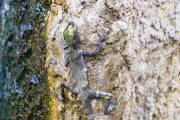 delightful beauty lizard on the background of wildlife
