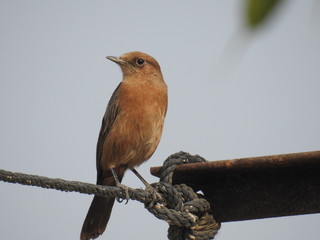 robin perched on branch