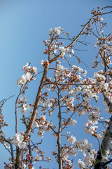Full blooming of Cherry blossoms in Japan