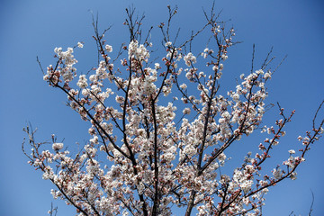 Full blooming of Cherry blossoms in Japan