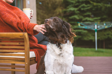 The setter dog sitting next to his owner on the outdoor