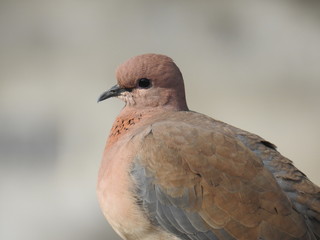 portrait of a pigeon