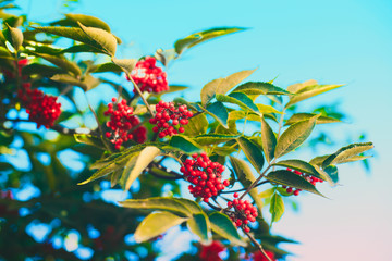 Ripe red mountain ash against the blue sky Sunny day.