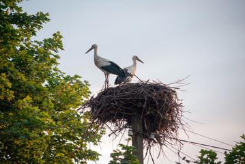 A family of storks in their nest, sitting high on a pole near the maple.