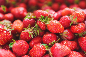 Ripe strawberry in the garden on a summer day. The summer harvest.