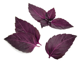 Red basil leaves isolated on white background