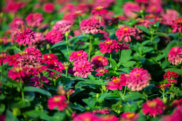 Pink flower in the garden with selective focus.