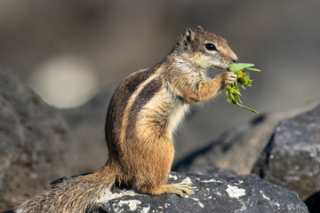  Barbary ground squirrel © chris2766