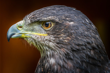 Grey buzzard eagle