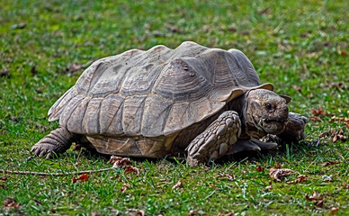African spurred tortoise. Latin name - Geochelone sulcata