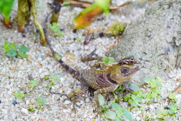 delightful beauty lizard on the background of wildlife