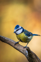 Blue tit (Cyanistes caeruleus)