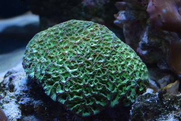 Corals are marine invertebrates within the class Anthozoa of the phylum Cnidaria. They typically live in compact colonies of many identical individual polyps © Taisiia