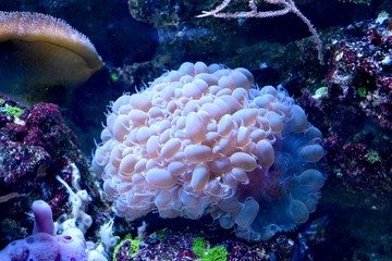 Corals are marine invertebrates within the class Anthozoa of the phylum Cnidaria. They typically live in compact colonies of many identical individual polyps © Taisiia