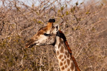 Giraffe in the Kruger National Park, South Africa