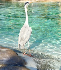 Grey heron standing in a pool whilst looking into the distance    