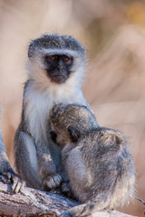 Vervet monkey (Chlorocebus pygerythrus) in Kruger National Park, South Africa