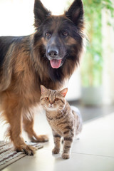 Cat and dog living together. Friendship between animals.