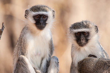 Vervet monkey (Chlorocebus pygerythrus) in Kruger National Park, South Africa