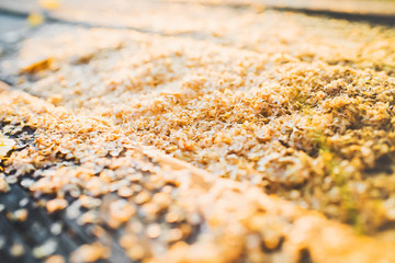 Autumn. Fallen down pouring birches and birch catkins on wooden background.