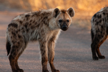 Spotted Hyena in the Kruger National Park, South Africa