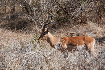 Impala Antelope in the Kruger National Park, South Africa