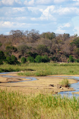 Fototapeta na wymiar African landscape in the Kruger National Park, South Africa