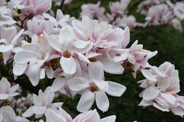 Group of white magnolia flowers on a branches in a rainy day, rain drops on petals