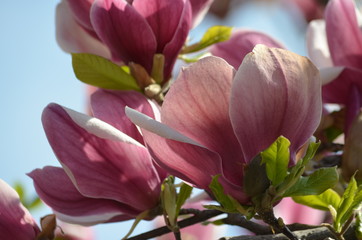 Large pink flowers of magnolia tree towards blue sky, delicate petals and small green leaves