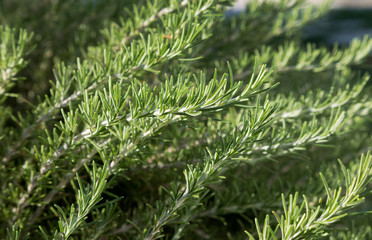 Pianta di rosmarino - particolare