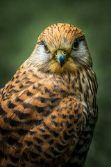 kestrel